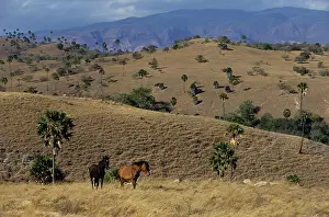 Southeastern: Horses on Rinca Island