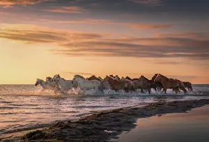 Aimag: Horses running through the water, shore of lake