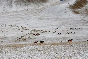 Kazakhstan: Horses and Sheep herds