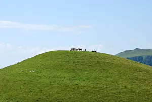 Mountainpeak: Horses and sheep on a hill Auvergne France