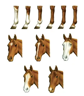 Backbone: Horses SkeletonHorses have a bony framework called