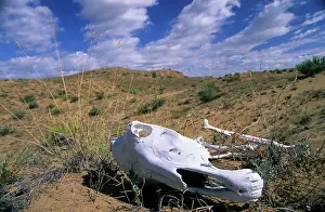 Skulls: Horse's Skull - in desert