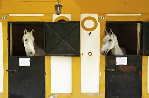 Stallions: Horses - Stallions in their stable
