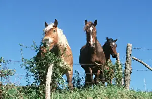 Fences: HORSES - STANDING AT FENCE