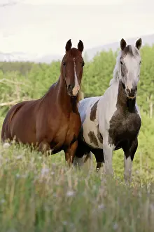 Pricked: Horses - two standing together in pasture
