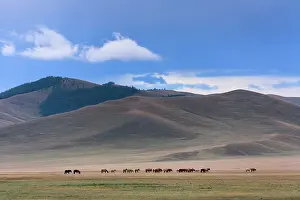 Steppes: Horses in the steppe nomads - Mongolia Arkhangai