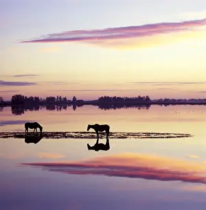 Raise: Horses at Sunset National Park of Donana Spain