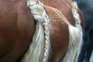 Backs: Horses tails braided France