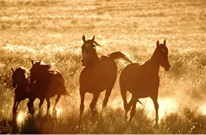 Tranquillity: HORSES - Thoroughbred herd running