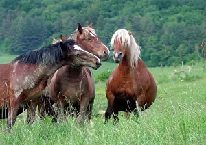 Pregnant: Horses - three, one pregnant, other two sniffing