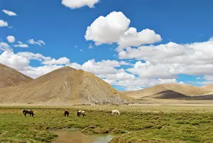 Brian Mcdairmant: Horses - Tibetan landscape