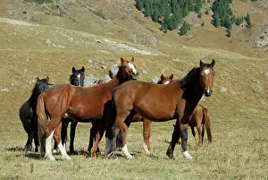 Kazakhstan: Horses - Tienschan