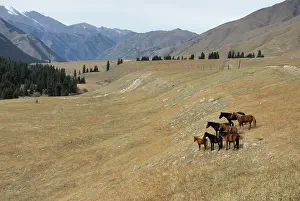 Kazakhstan: Horses, Tienschan mountain