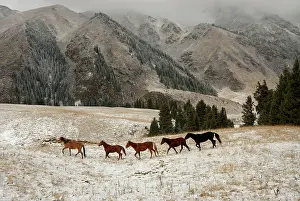 Kazakhstan: Horses, Tienschan mountain