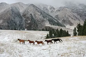 Kazakhstan: Horses, Tienschan mountain