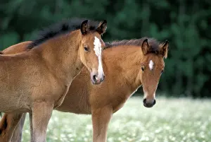 Twins: Horses - Twin Foals standing together in meadow