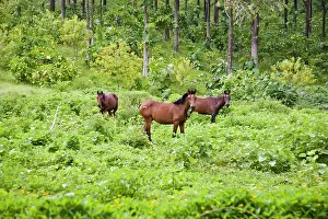 Blooded: Horses, Ua Huka, Marquesas Islands, French