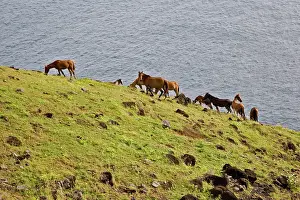 Blooded: Horses, Ua Huka, Marquesas Islands, French