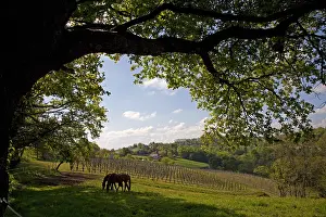 Exploitations: Horses and vineyard of Jurancon in Bearn France