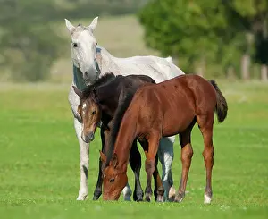 Foals: Horses, white mare and two foales with dark coats