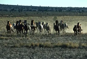 Lines: HORSES - wild