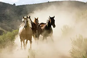Gallop: Horses in wildwest gallopping, Oregon, USA, North