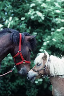 Greeting: HORSES - x two ponies with noses touching