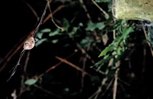 Hipposideros: Horseshoe bat flying into a cave (old iron mine)
