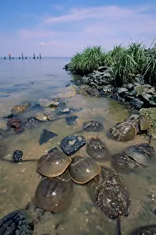 Limulus: Horseshoe Crab