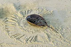 Distressed: Horseshoe Crab - on back, often found on beach