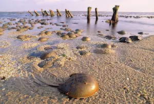 Groynes: Horseshoe Crab - often found on beach after tide recedes