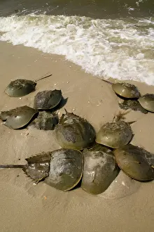 Mary: Horseshoe crab, Cervus canadensis, on a