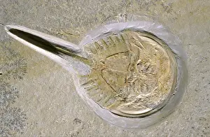 Jurassic: Horseshoe Crab Fossil