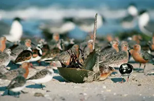 Overturned: Horseshoe Crab - overturned