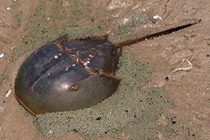 Limulus: Horseshoe Crab - surrounded by it's eggs
