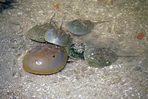 Spawning: Horseshoe Crabs