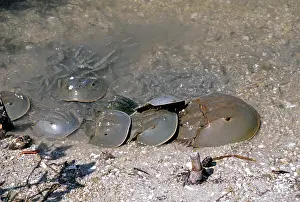 Spawning: Horseshoe Crabs
