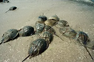 Limulus: Horseshoe / King Crab