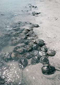 Limulus: HORSESHOE / KING CRAB, SPAWNING BEACH