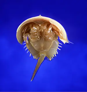 Beneath: HORSESHOE / KING CRAB - view from beneath