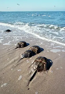 Limulus: HORSESHOE / KING CRABS - ON SHORE