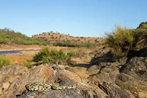 Colubrinae: Horseshoe Whip Snake (Hemorrhois hippocrepis) on