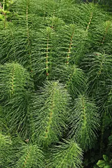 Horsetails: Horsetail