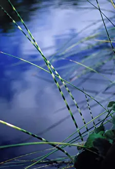 Equisetum: Horsetail