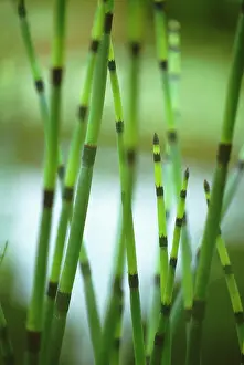 Equisetum: Horsetail