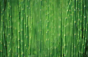 Equisetum: Horsetail