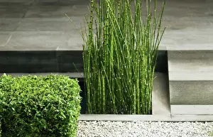 2008: Horsetail