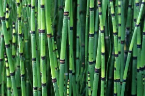 Photographic: Horsetail