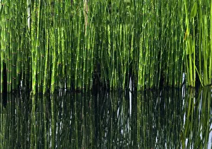 Equisetum: Horsetail