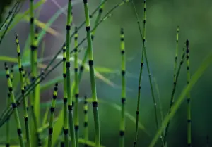 Equisetum: Horsetail